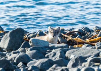 Projekt in der Tichaja Bucht in der Arktis